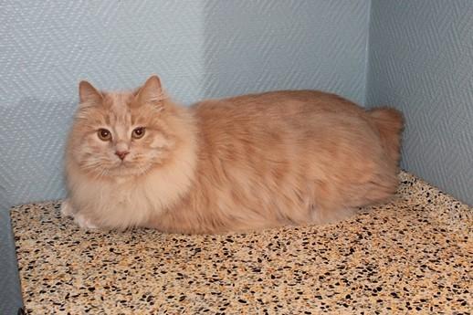 Kurilean Bobtail Ushi - GIC. SharpClaw´s Uspeh  RU billede 2