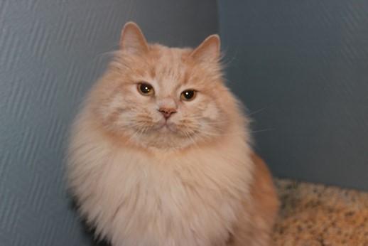 Kurilean Bobtail Ushi - GIC. SharpClaw´s Uspeh  RU billede 3