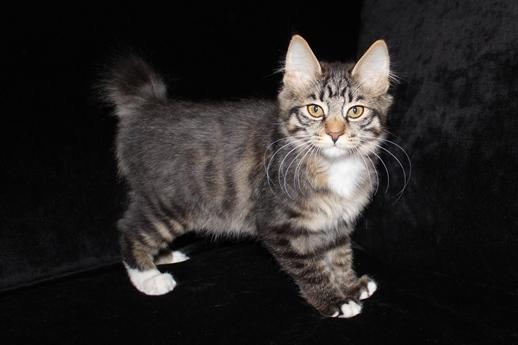 Kurilean Bobtail Bølle - JeaTri´s Idol's Eye billede 10