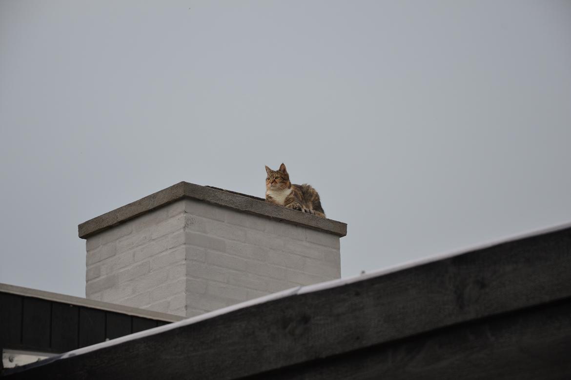 Huskat Mille billede 4