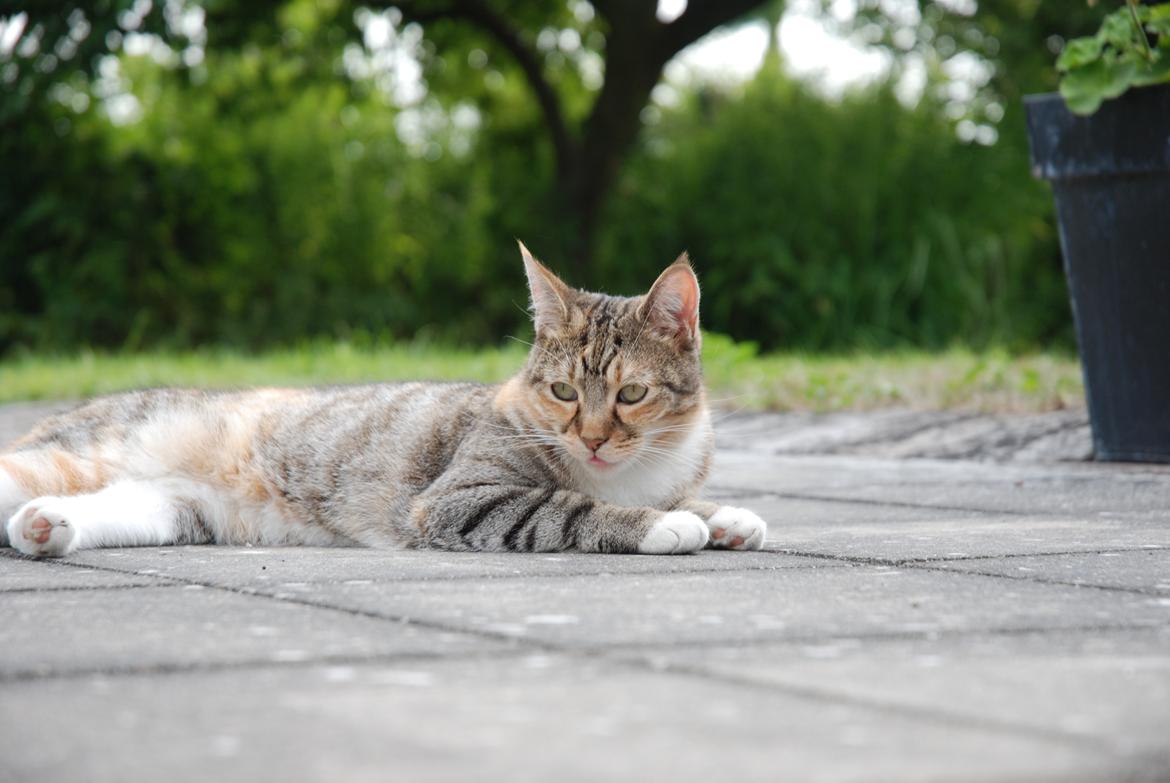 Huskat Mille billede 6