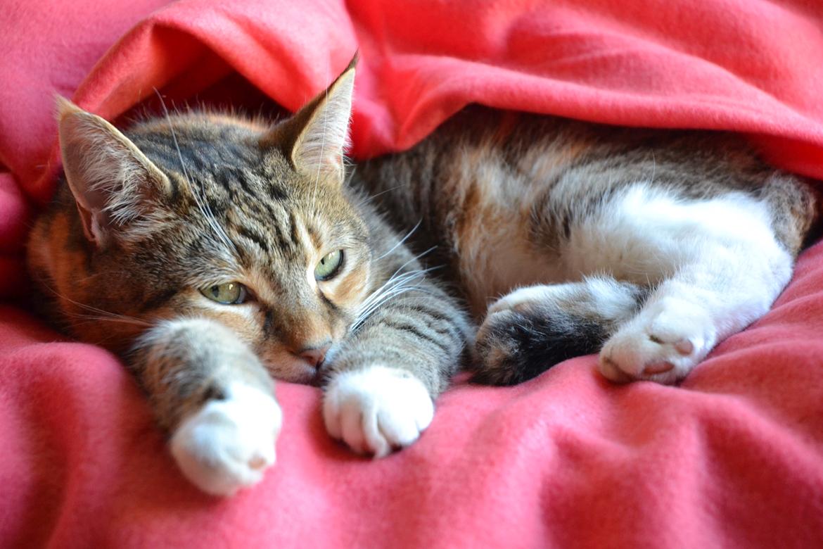 Huskat Mille billede 2