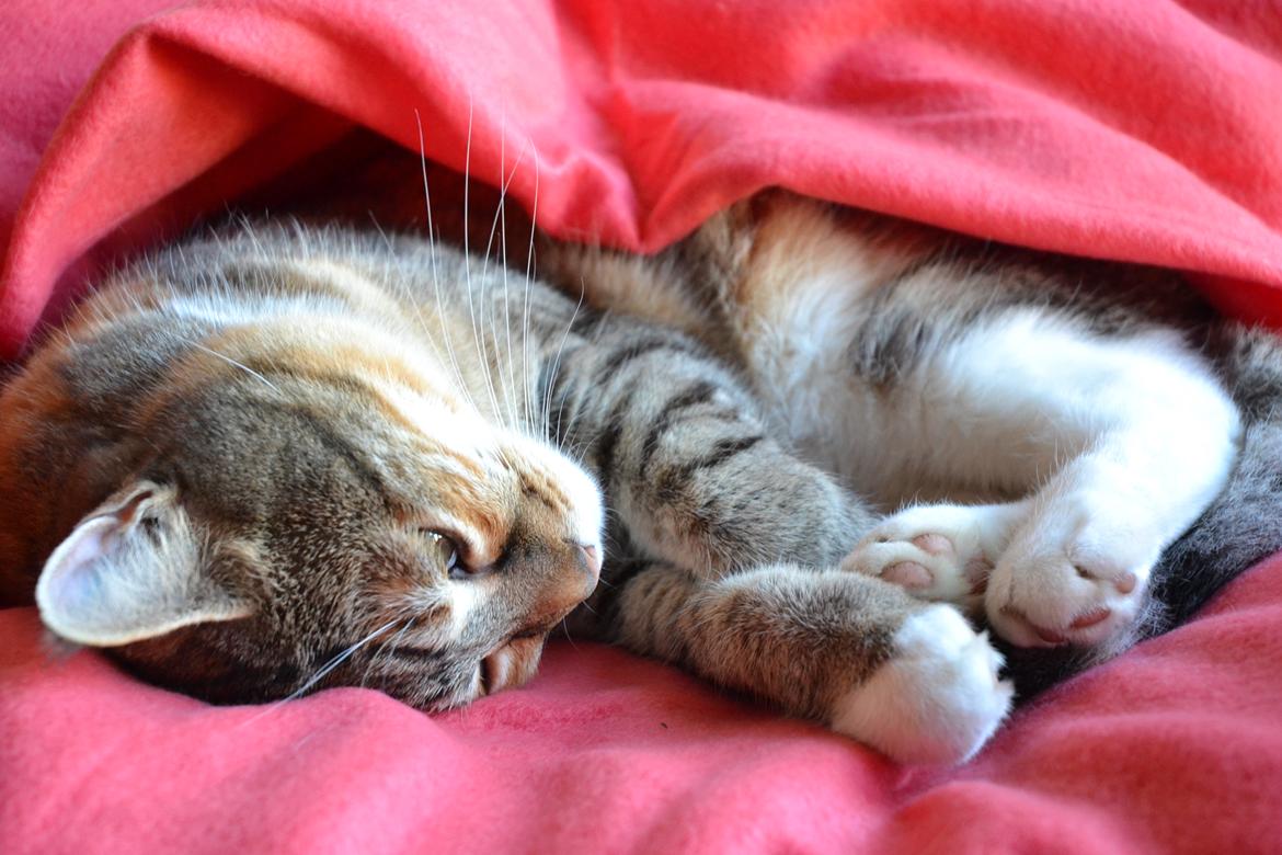 Huskat Mille billede 11