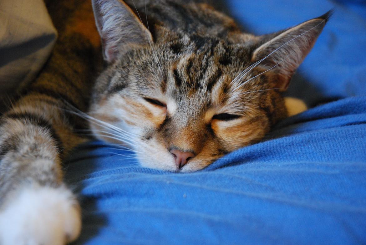 Huskat Mille billede 1