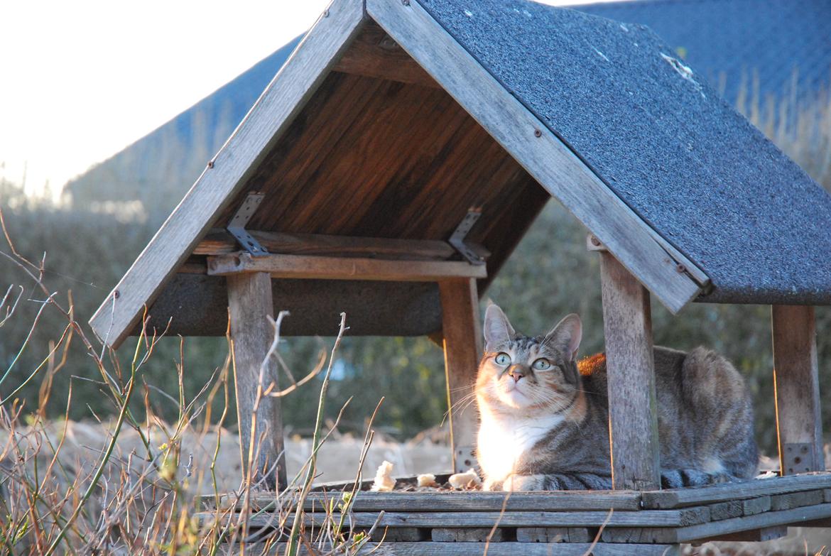 Huskat Mille billede 3