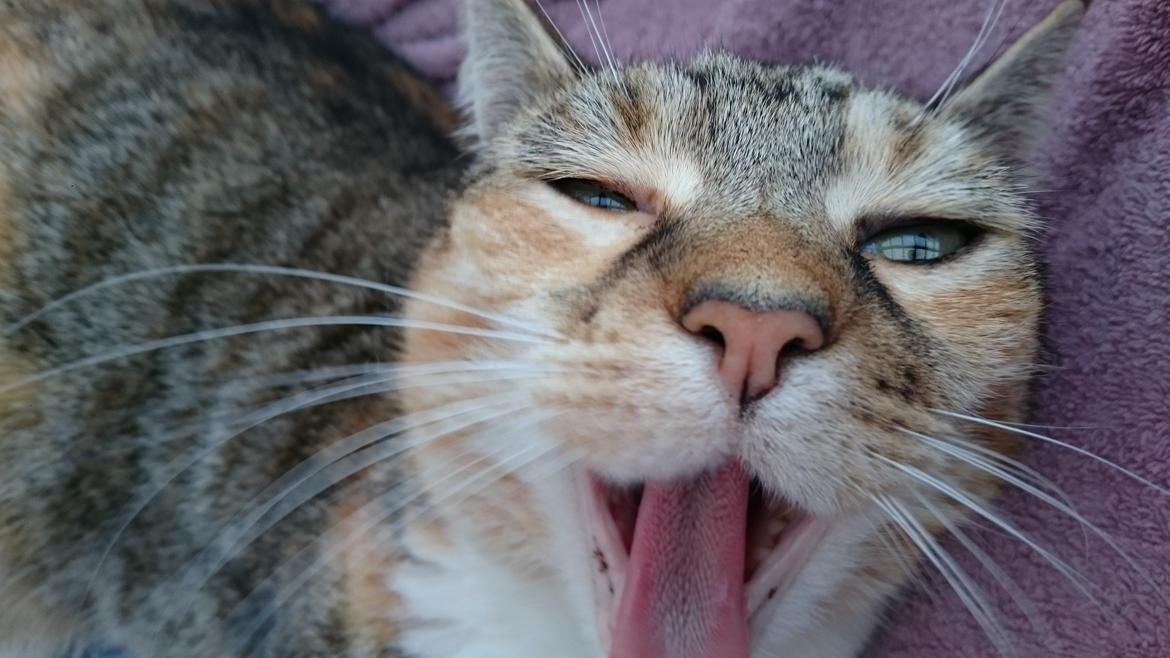 Huskat Mille billede 5