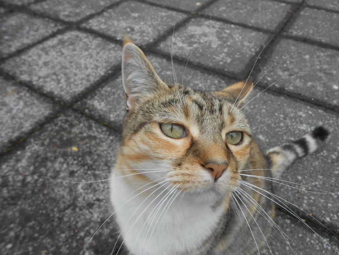 Huskat Mille billede 8