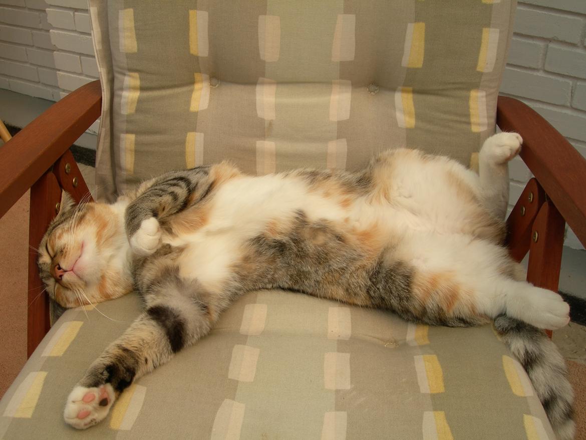 Huskat Mille billede 9