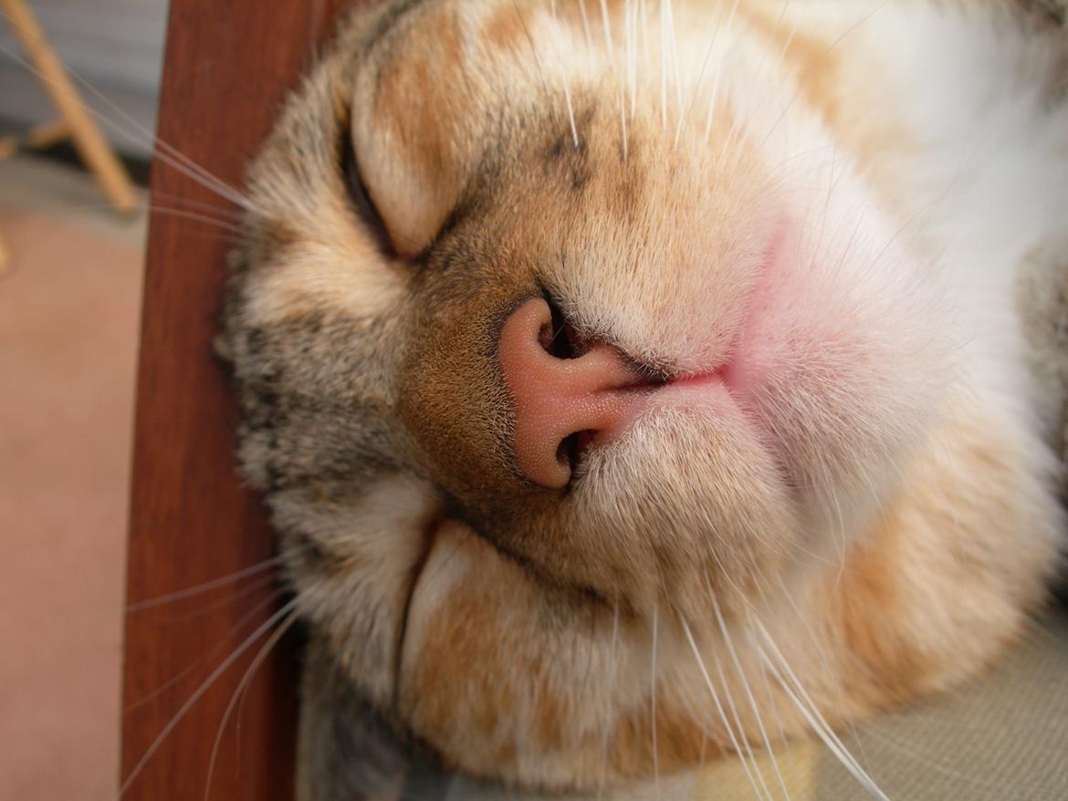 Huskat Mille billede 10