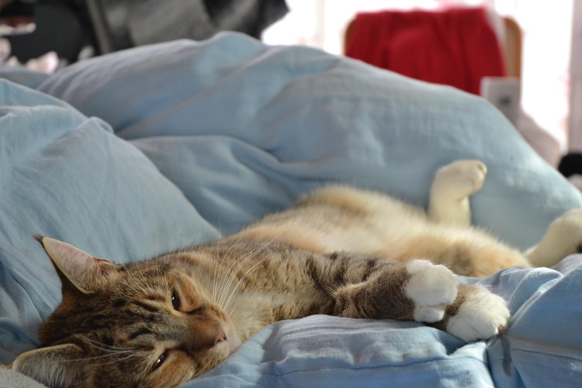 Huskat Mille billede 7