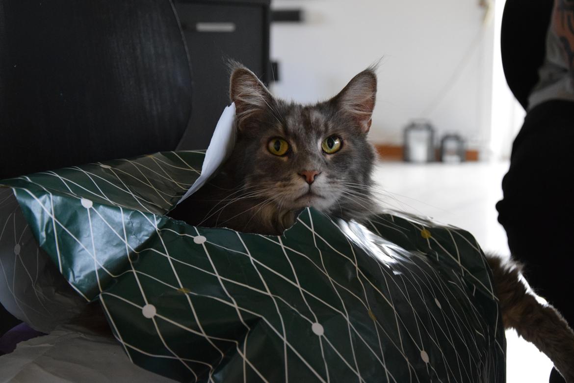 Maine Coon Bobby (hvil i fred <3) billede 7