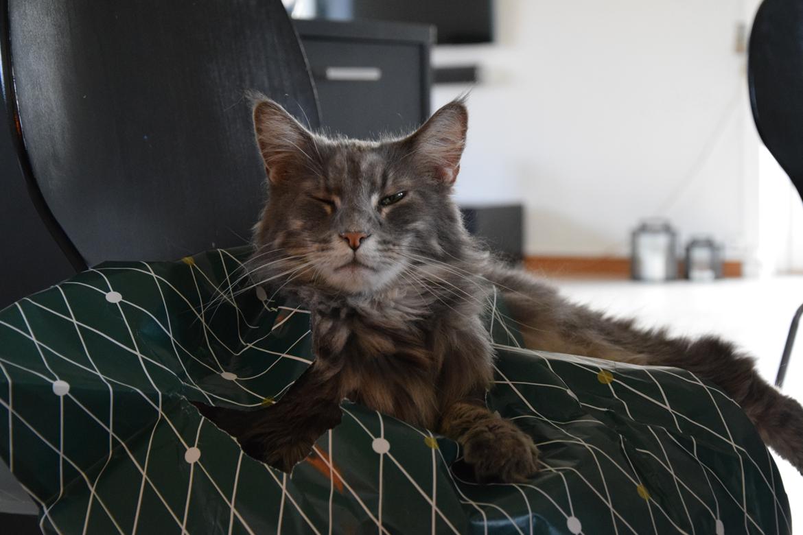 Maine Coon Bobby (hvil i fred <3) billede 8