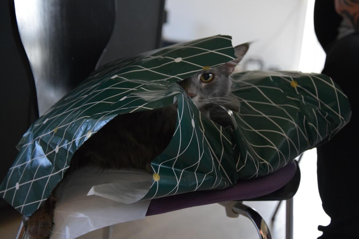 Maine Coon Bobby (hvil i fred <3) billede 6