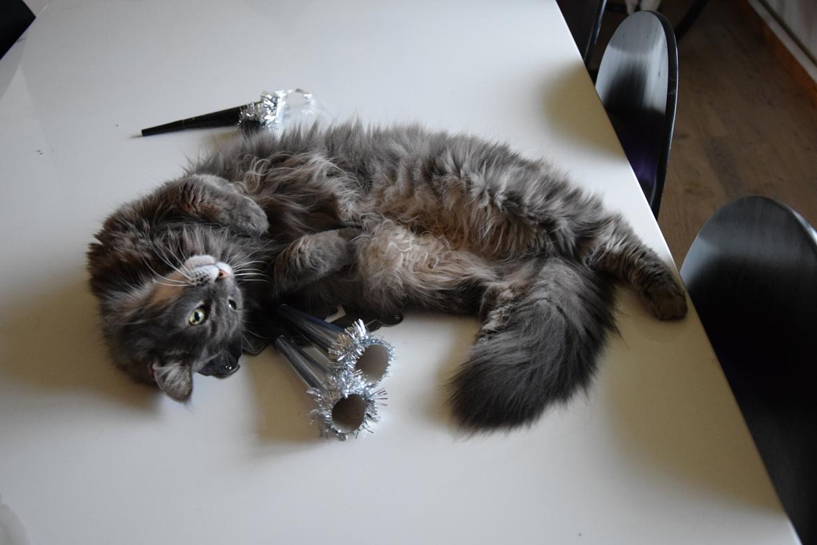 Maine Coon Bobby (hvil i fred <3) billede 9