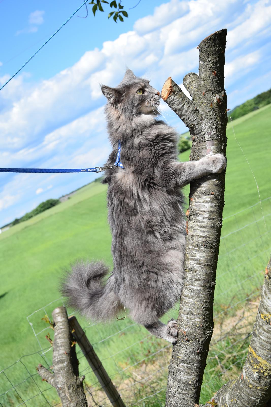 Maine Coon Bobby (hvil i fred <3) billede 4