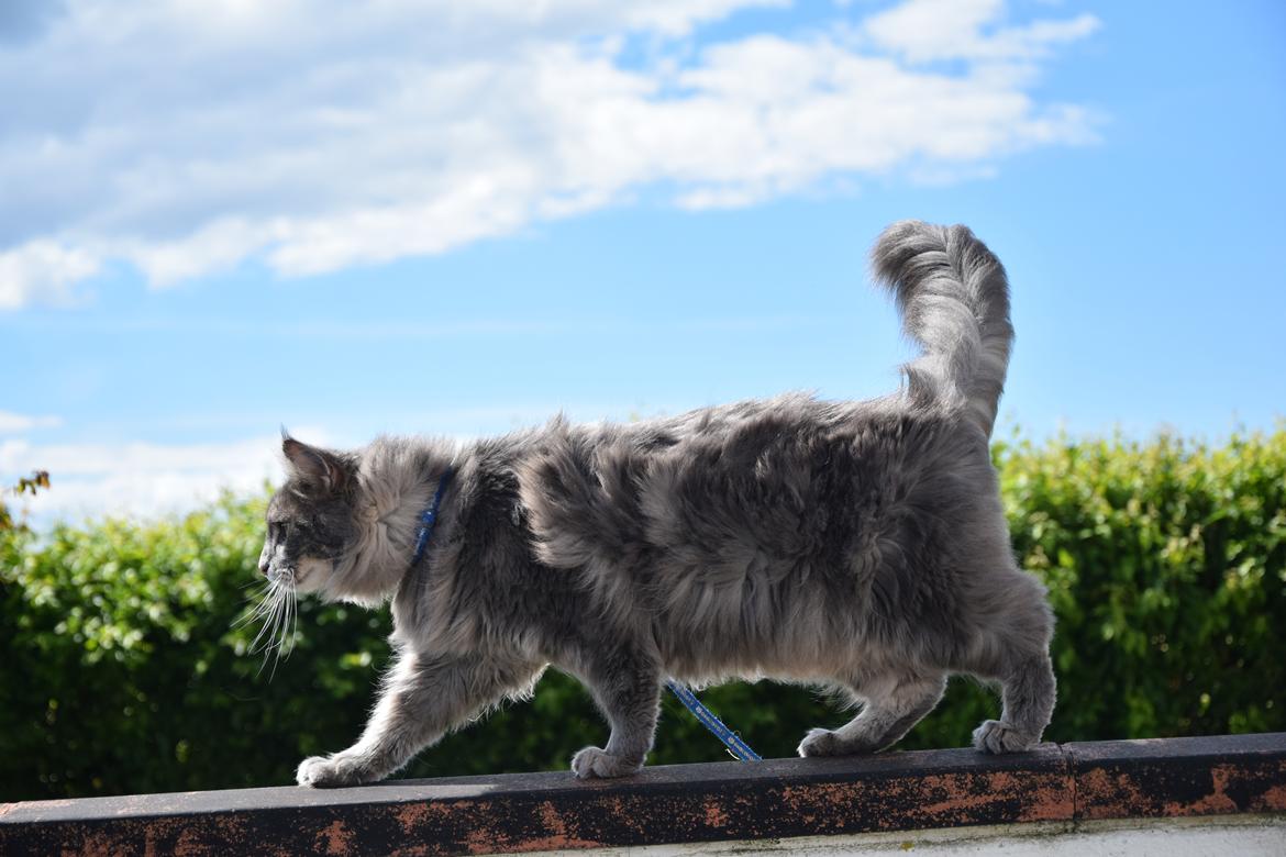 Maine Coon Bobby (hvil i fred <3) billede 3