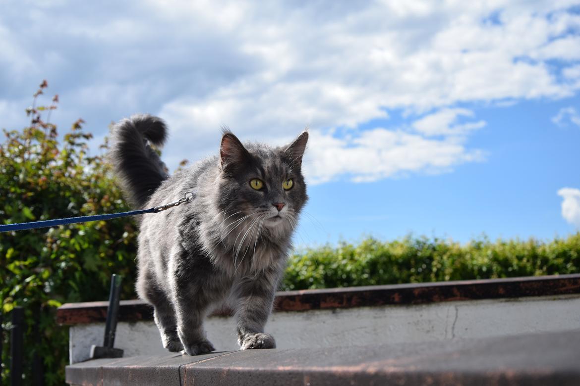 Maine Coon Bobby (hvil i fred <3) billede 1
