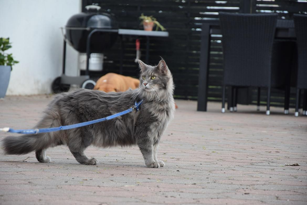 Maine Coon Bobby (hvil i fred <3) billede 5