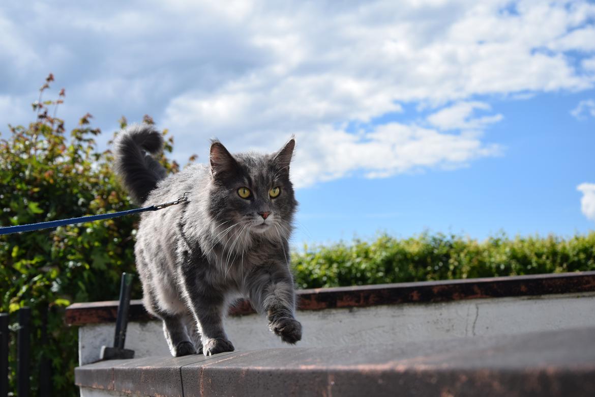 Maine Coon Bobby (hvil i fred <3) billede 2