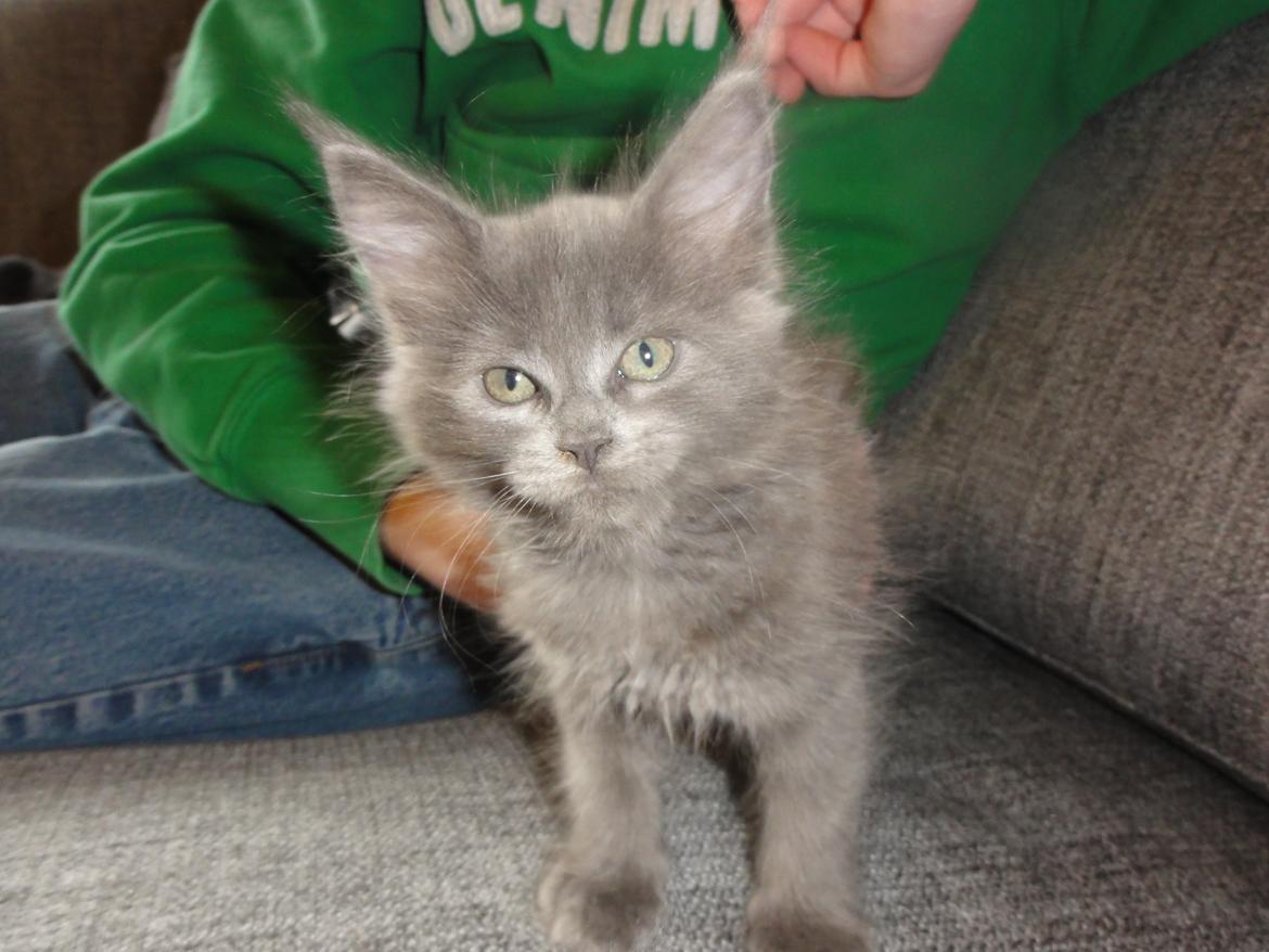 Maine Coon Blackangel's Magby billede 26