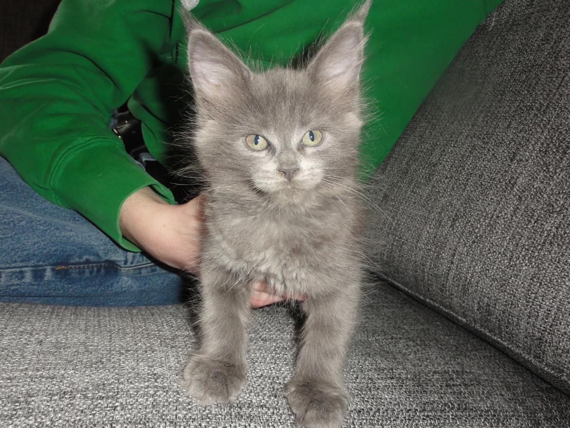 Maine Coon Blackangel's Magby billede 24