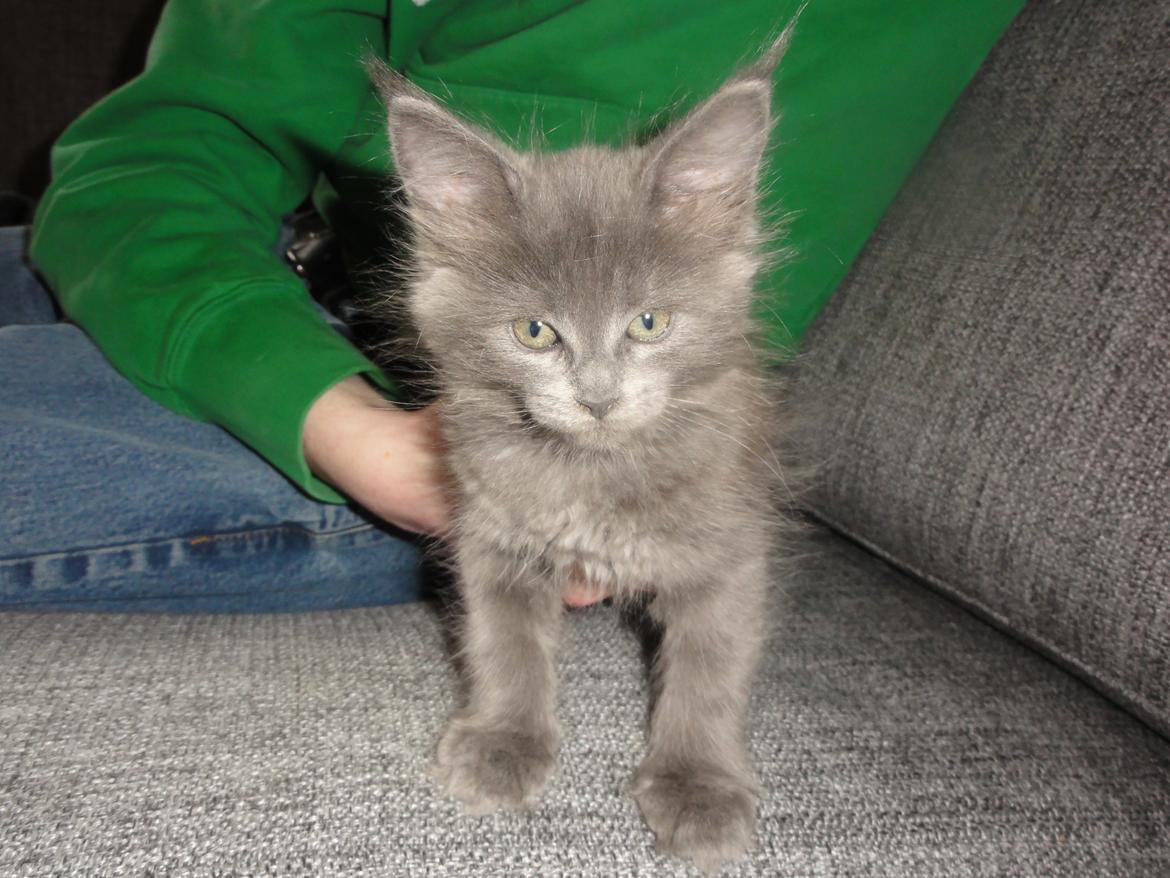 Maine Coon Blackangel's Magby billede 27