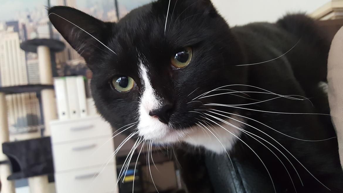 Blanding af racer Ludvig billede 5