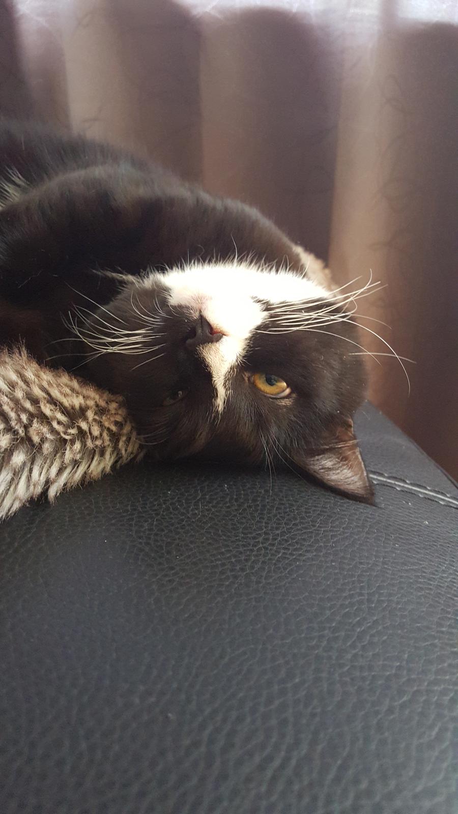 Blanding af racer Ludvig billede 6