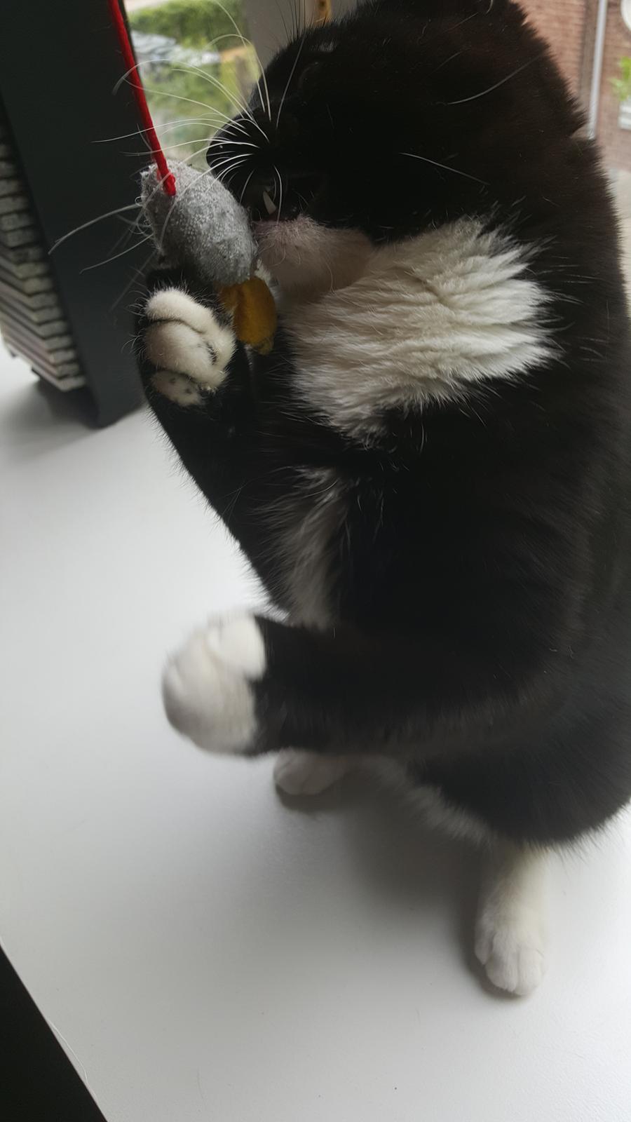 Blanding af racer Ludvig billede 7