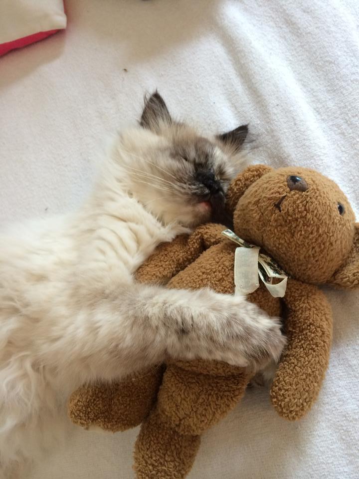 Blanding af racer Silke billede 17