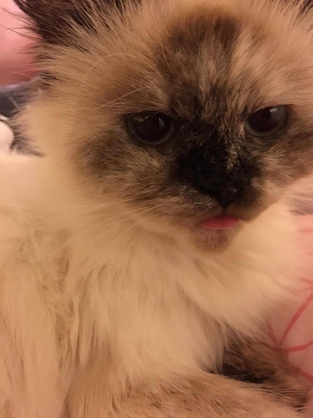 Blanding af racer Silke billede 19