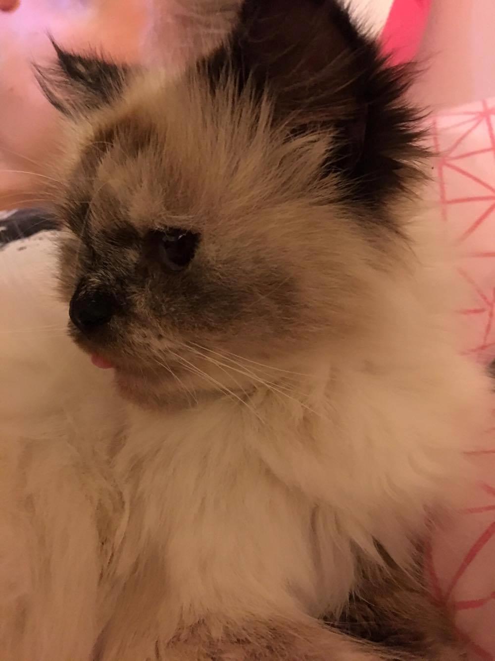 Blanding af racer Silke billede 20