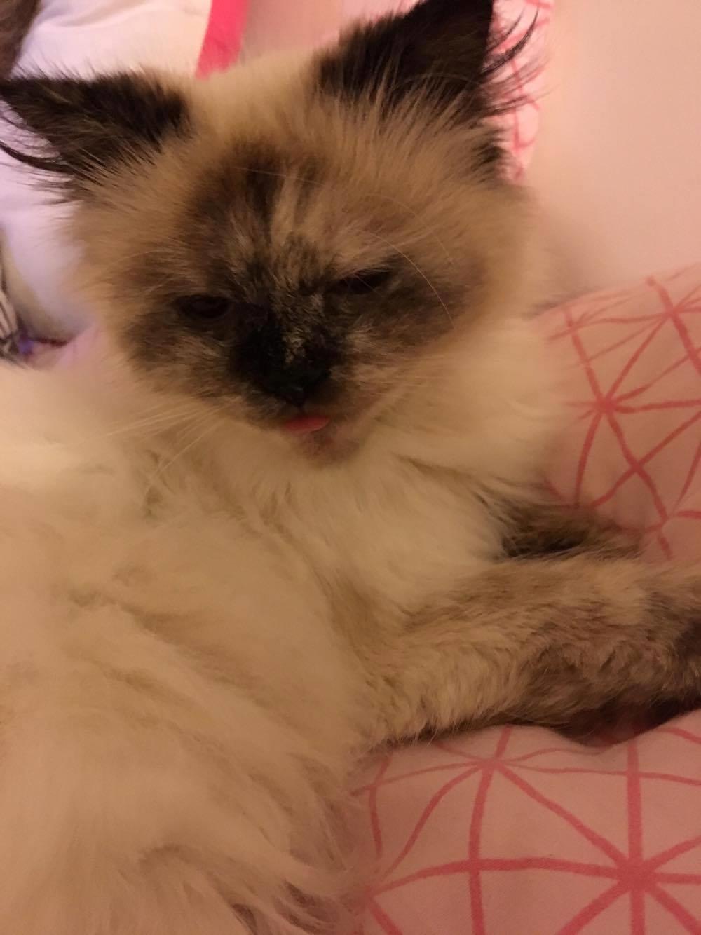 Blanding af racer Silke billede 21