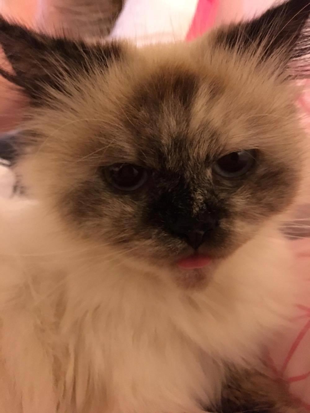 Blanding af racer Silke billede 22