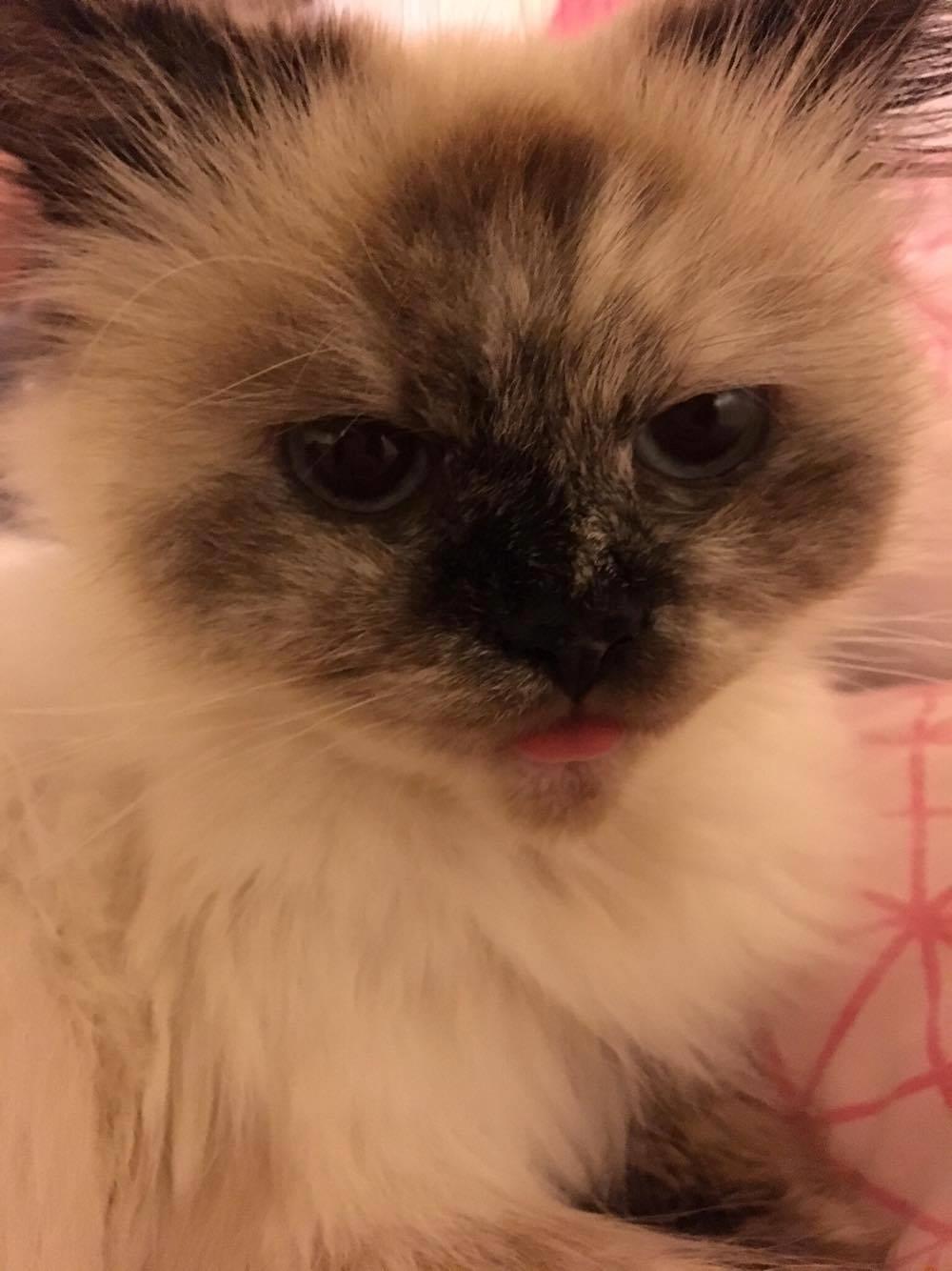 Blanding af racer Silke billede 23