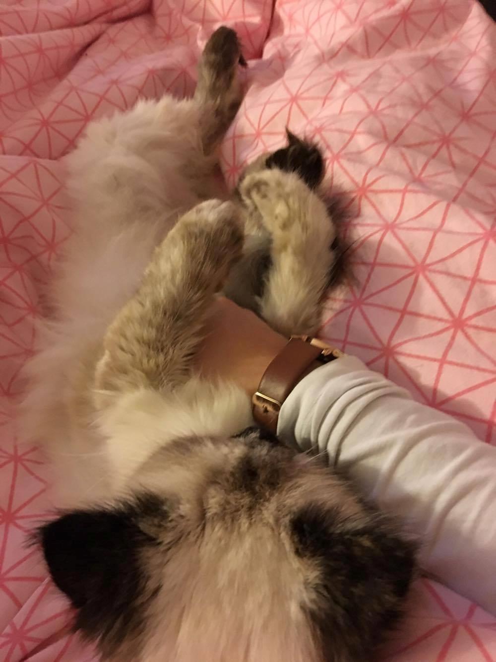 Blanding af racer Silke billede 24