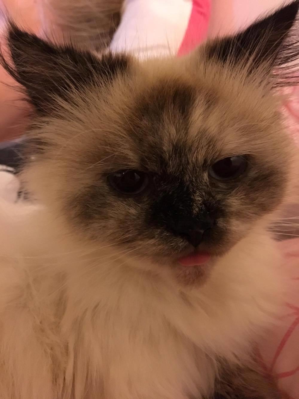 Blanding af racer Silke billede 25