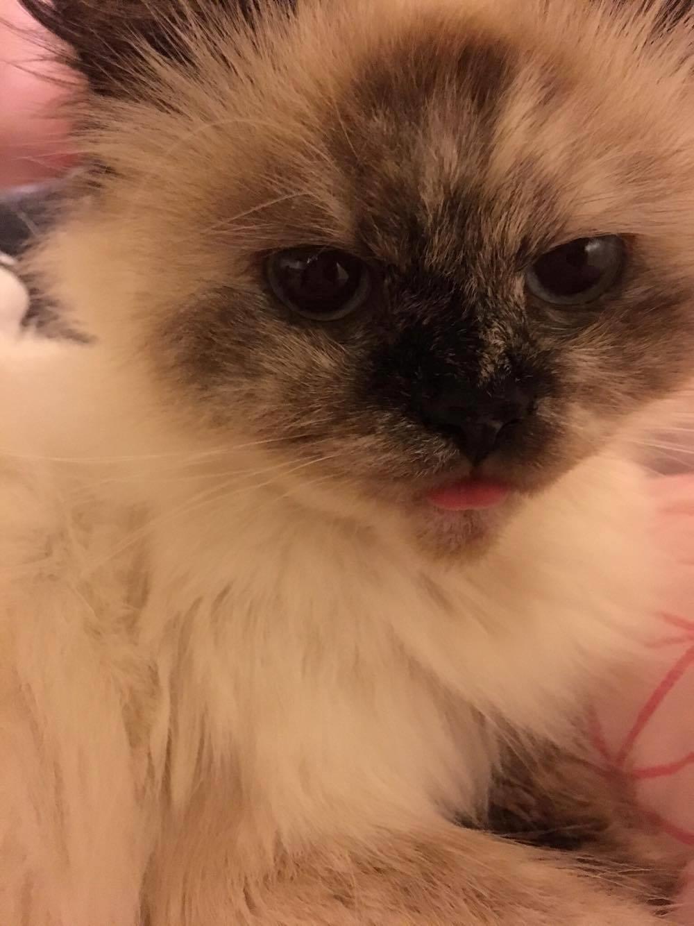 Blanding af racer Silke billede 26