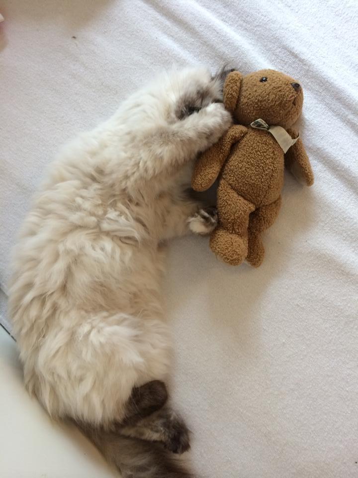 Blanding af racer Silke billede 18