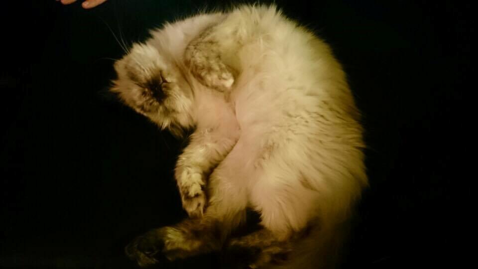 Blanding af racer Silke billede 27