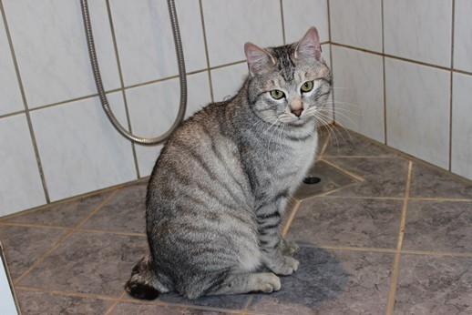 Kurilean Bobtail CH. (N)RGJ Cat`s Darmojed billede 1