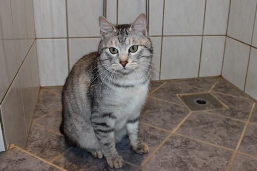 Kurilean Bobtail CH. (N)RGJ Cat`s Darmojed billede 3