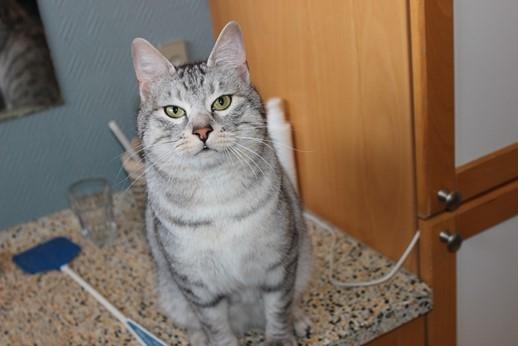 Kurilean Bobtail CH. (N)RGJ Cat`s Darmojed billede 2