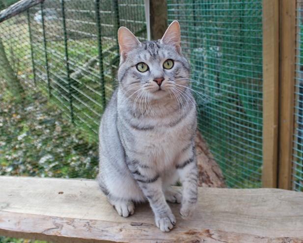 Kurilean Bobtail CH. (N)RGJ Cat`s Darmojed billede 4