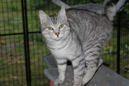 Kurilean Bobtail CH. (N)RGJ Cat`s Darmojed billede 5