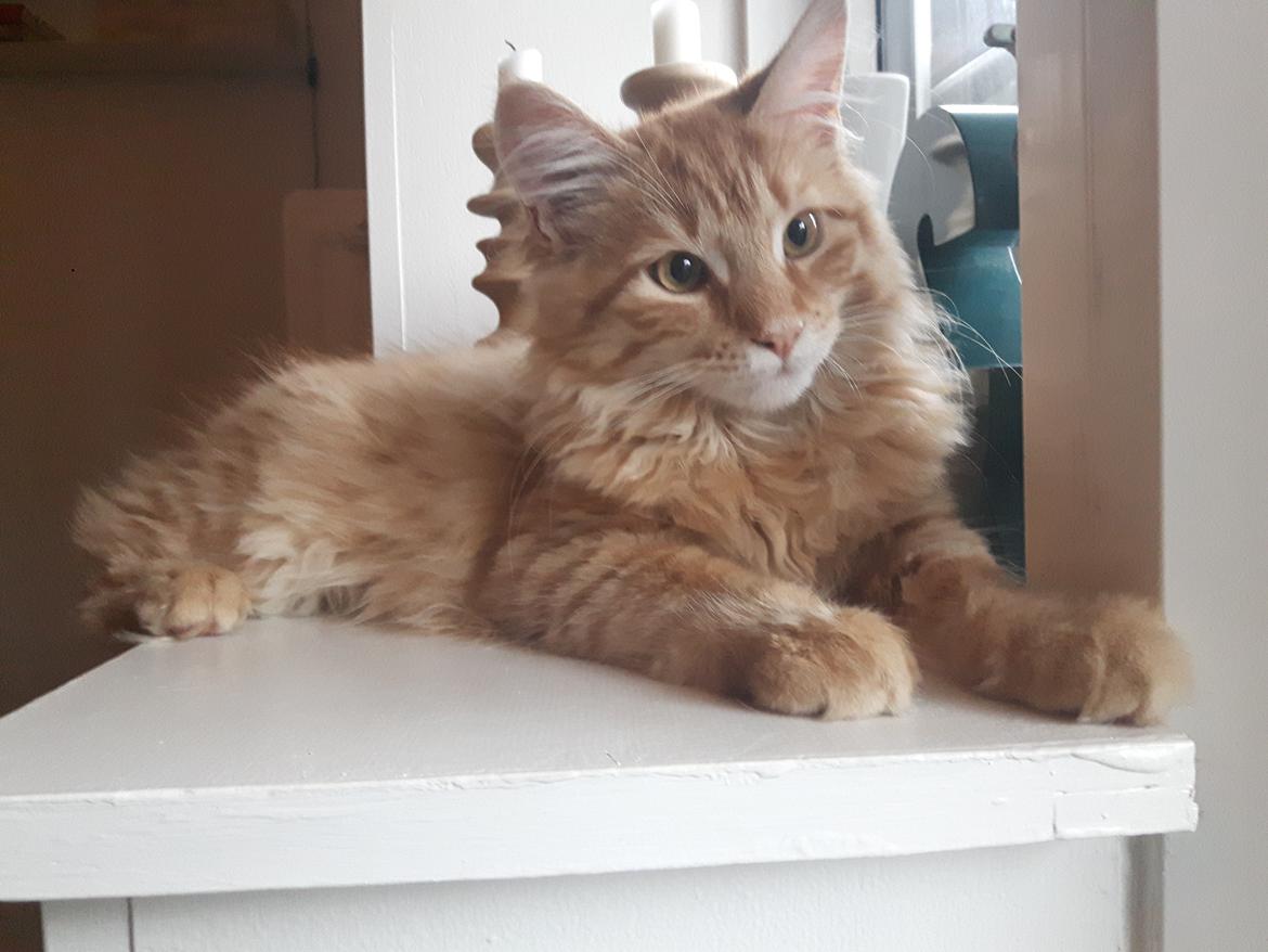 Maine Coon Powl billede 1