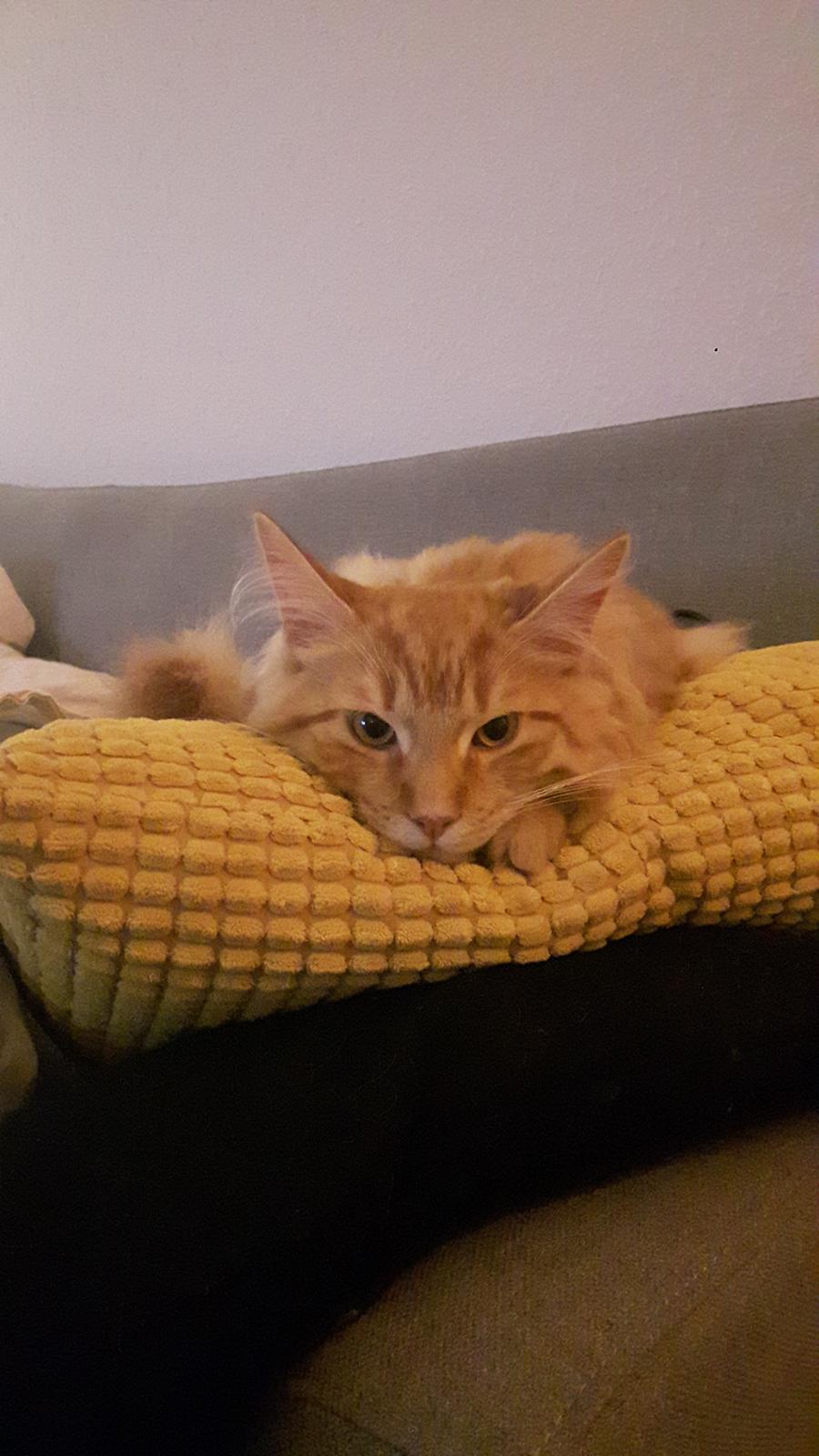 Maine Coon Powl billede 4