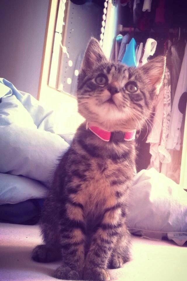 Huskat Charlie billede 1