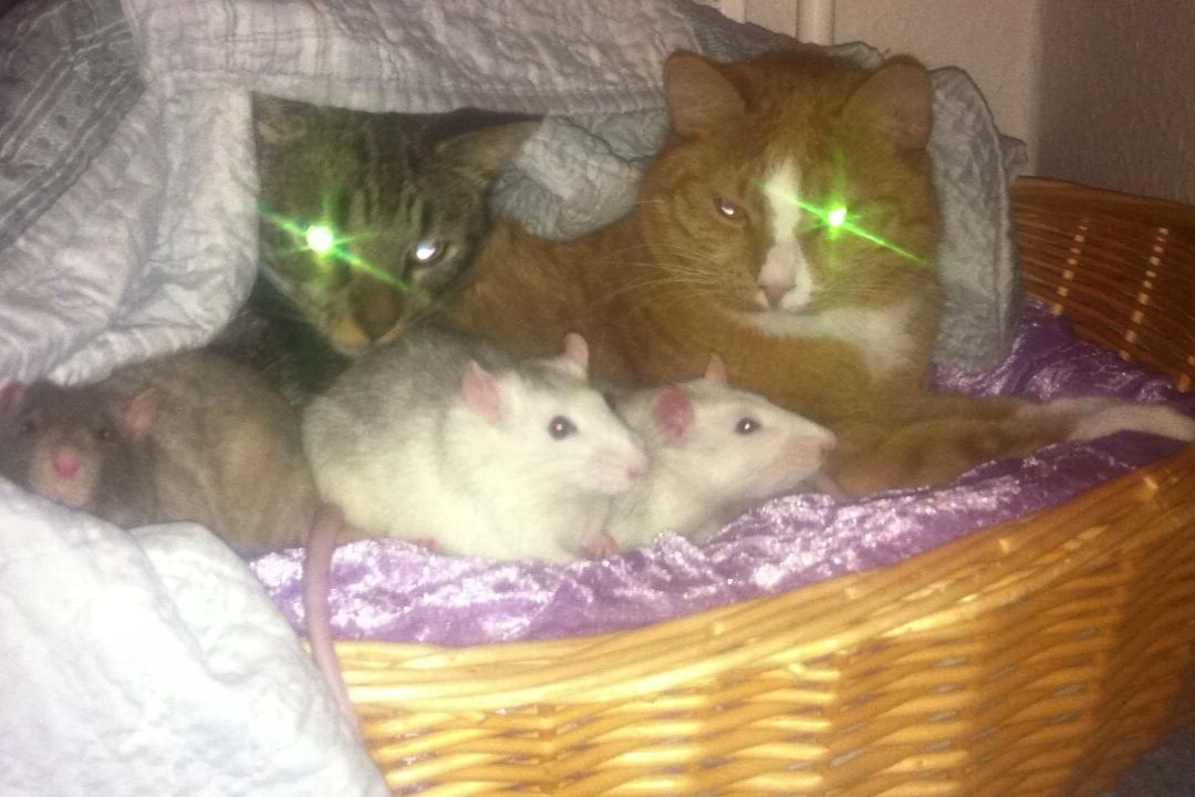 Huskat Charlie billede 4