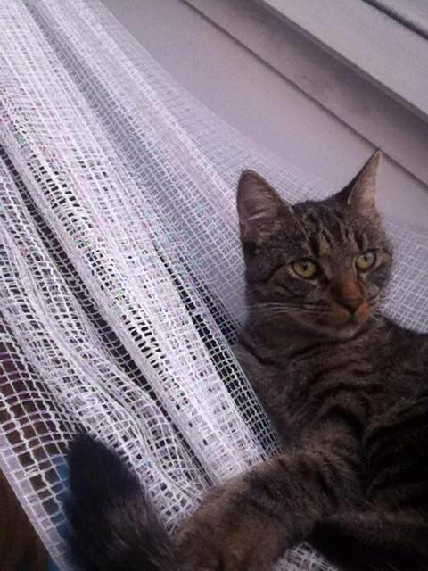 Huskat Charlie billede 7